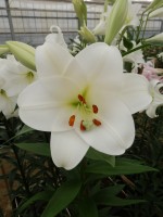 [4120 Selene VZ No102.JPG]